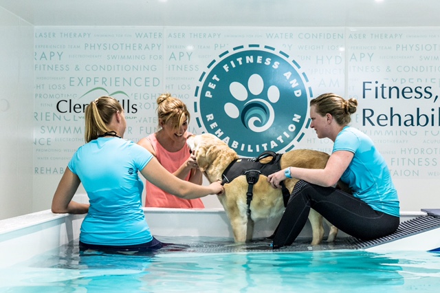 Canine Hydrotherapy Pool